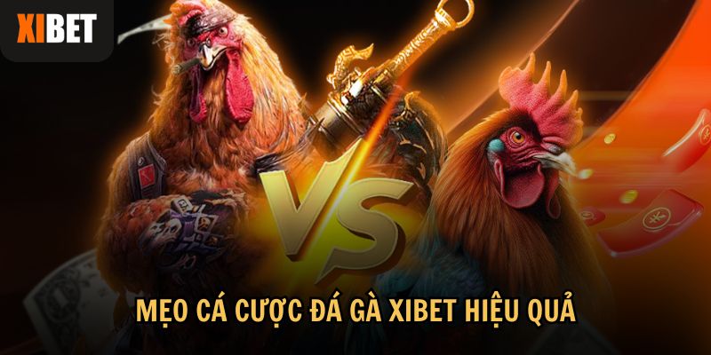 Mẹo cá cược đá gà Xibet hiệu quả