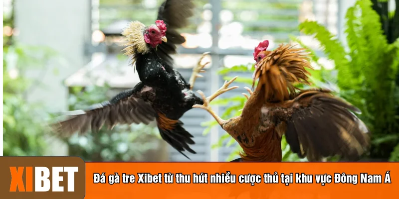 Đá gà tre Xibet từ thu hút nhiều cược thủ tại khu vực Đông Nam Á