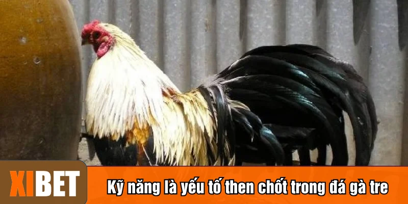 Kỹ năng là yếu tố then chốt trong đá gà tre