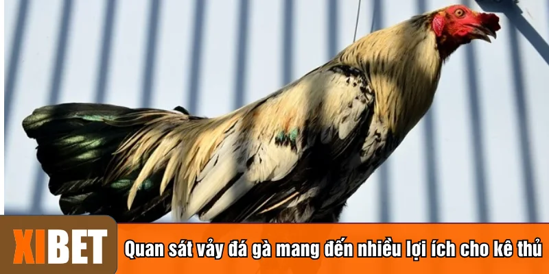 Quan sát vảy đá gà mang đến nhiều lợi ích cho kê thủ