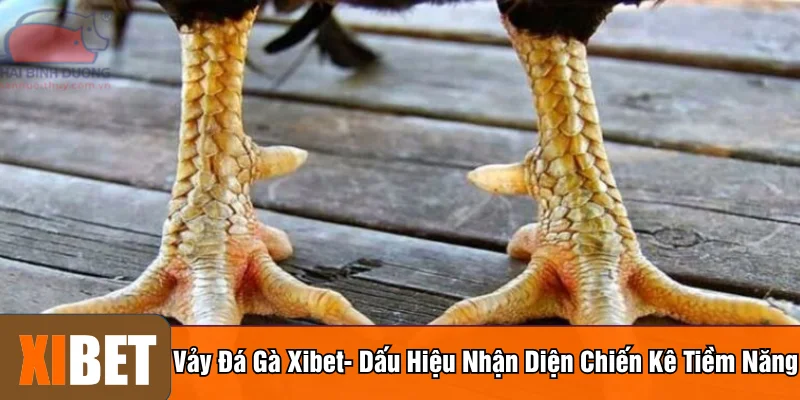 Vảy đá gà