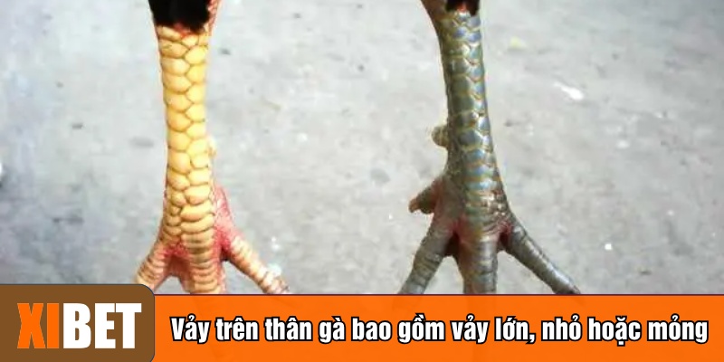 Vảy trên thân gà bao gồm vảy lớn, nhỏ hoặc mỏng