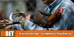 Đá gà cựa dao