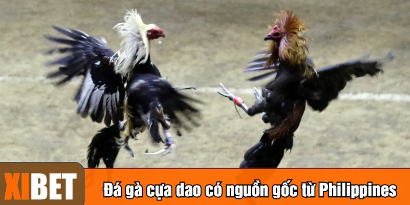 Đá gà cựa dao có nguồn gốc từ Philippines