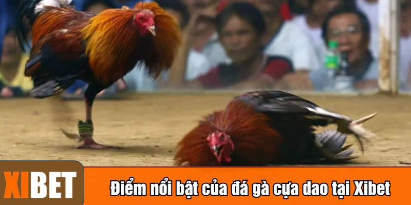 Điểm nổi bật của đá gà cựa dao tại Xibet