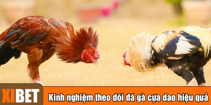 Kinh nghiệm theo dõi đá gà cựa dao hiệu quả